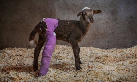Armoní the lamb, with purple-bandaged leg, at Gaia animal sanctuary in Spain