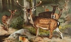 A deer: famous for their antlers but why not their tails? | Helen Sullivan