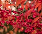 Country diary: Red-hot spindle sets the hedgerow ablaze | Nic Wilson