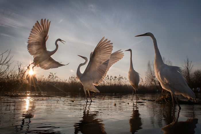 National Geographic Nature Photographer Of The Year 16 In Pictures Art And Design The Guardian