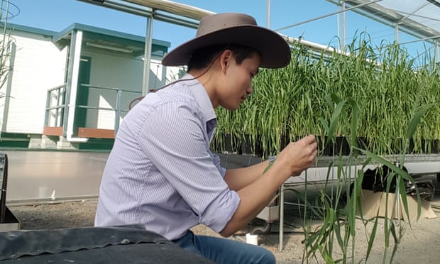Dr Hoan Dinh, who found and sequenced a gene in barley responsible for resistance to the fungal rust disease