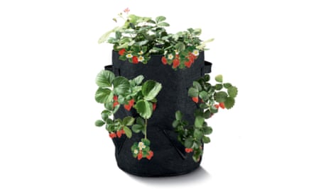 A strawberry grow bag