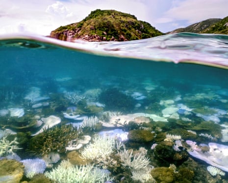 Underwater photo shows bleached and dead coral around Lizard Island on the Great Barrier Reef.