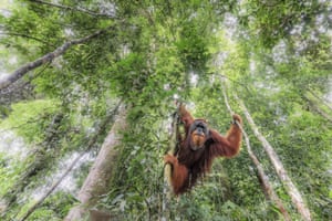 A wild orangutan in Indonesia. Siena International Photo Awards