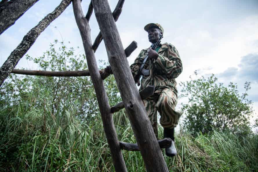 Wildlife police officer David Mubiana climbs a viewing platform.