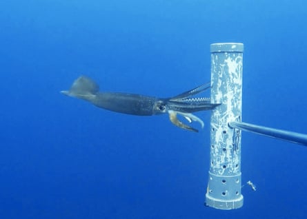 A cock-eyed squid swimming in blue waters