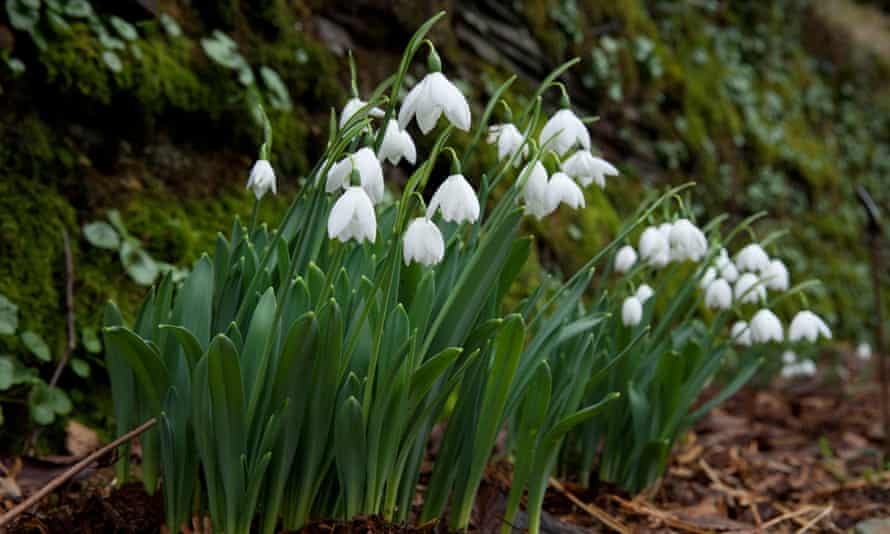 Galanthus elwesii 'Godfrey Owen'.