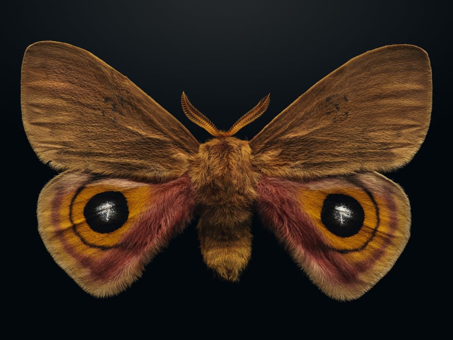 Louisiana eyed silkmoth (Automeris louisiana)