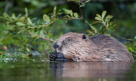 You can't control what beavers do or how they do it!' Could rewilding help  England fight droughts?, Wildlife