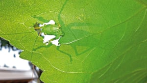 grasshopper