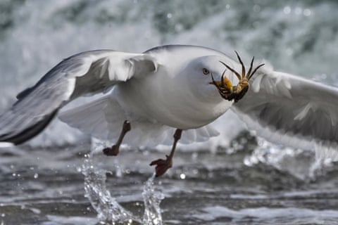 Uma gaivota com um caranguejo no bico.