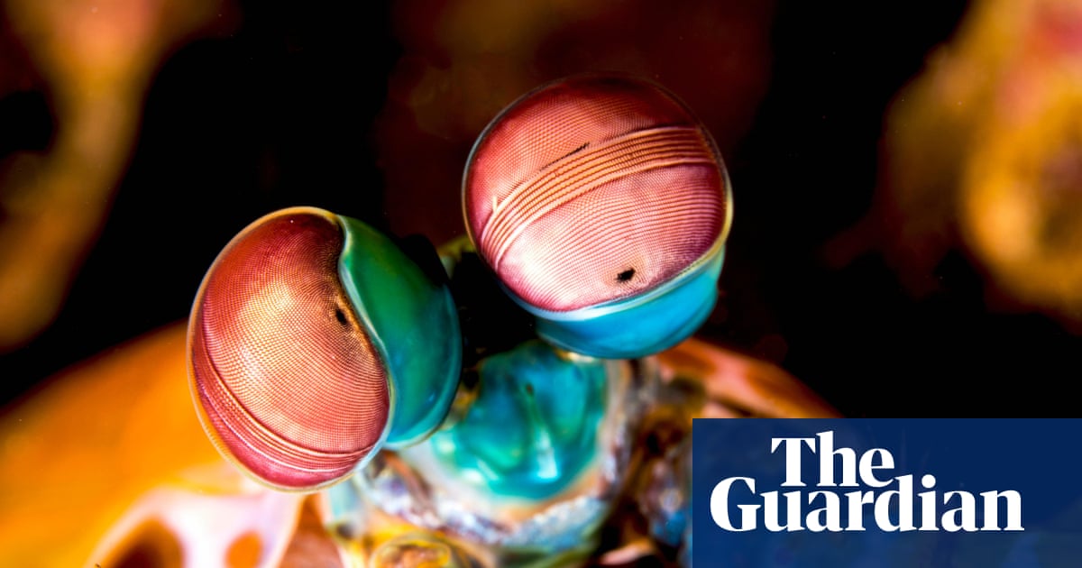 Six mind-bendingly amazing facts about invertebrates