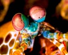 Mantis Shrimp's Bullet-Speed Strike: A Biomechanical Marvel Among Invertebrates