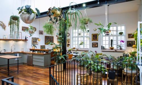 Houseplants Make Me Happy Jamie Song S Urban Jungle Gardens The Guardian
