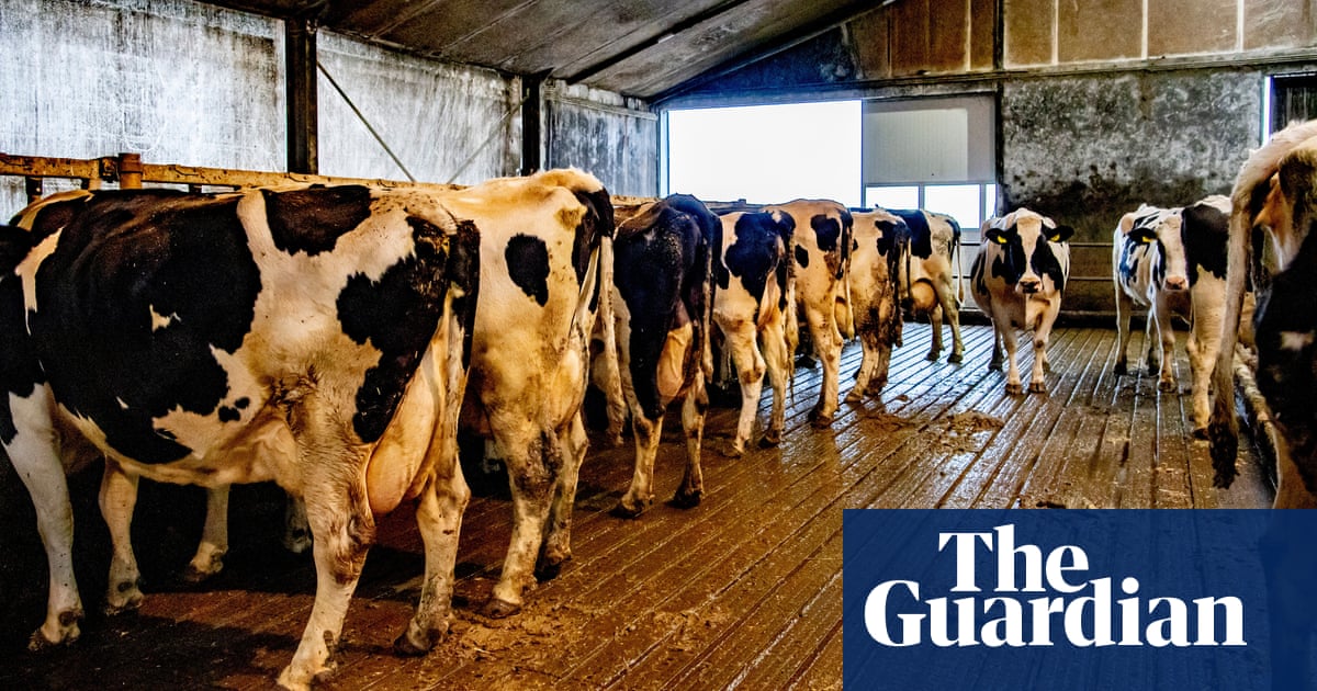 Netherlands proposes radical plans to cut livestock numbers by almost a third