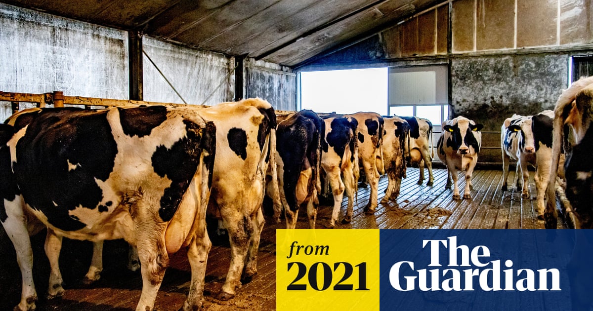 amp.theguardian.com
