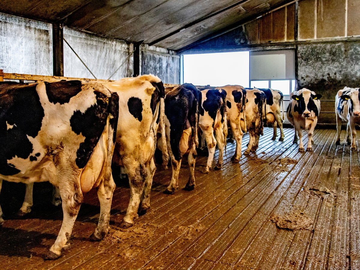 Netherlands Proposes Radical Plans To Cut Livestock Numbers By Almost A Third Greenhouse Gas Emissions The Guardian Netherlands Proposes Radical Plans To Cut Livestock Numbers By Almost A Third Greenhouse Gas Emissions The Guardian