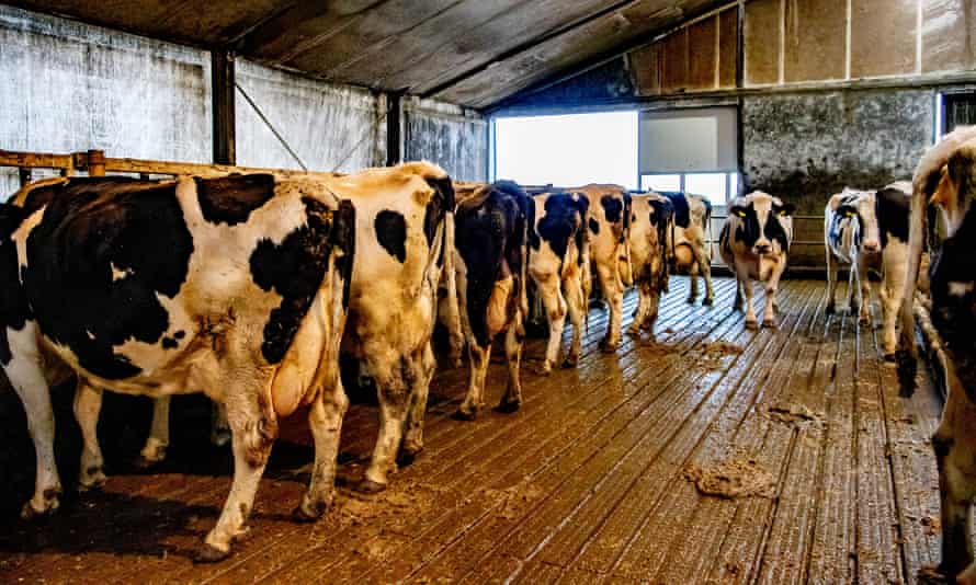Cow milking, Barneveld, Netherlands.