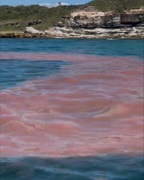 The alert follows the detection of Noctiluca scintillans – a naturally occurring algae that can cause red discoloration in coastal waters