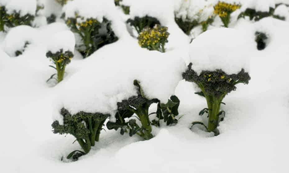 Snow covers a field of broccoli in Caravaca de la Cruz, in Murcia province. 