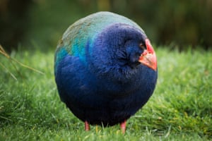 Um Takahā, uma das aves mais raras da Nova Zelândia, está sendo devolvido à natureza.