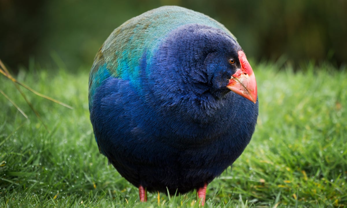 Prehistoric bird once thought extinct returns to New Zealand wild | Birds |  The Guardian