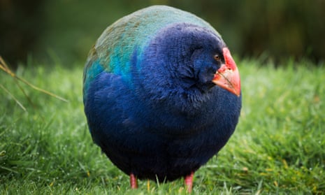 Eighteen takahē were released in New Zealand’s South Island last week, to a part of the country they had not been seen roaming for around 100 years.