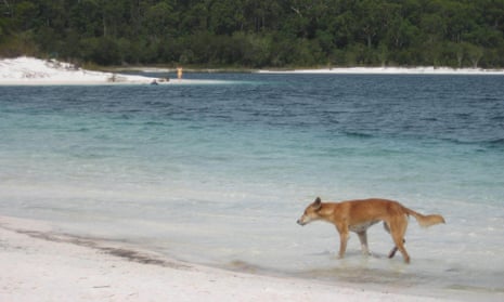 A dingo on K’gari, formerly Fraser Island.