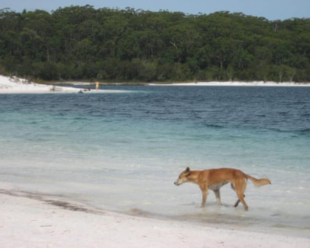 A wild dingo, pictured drinking at the freshwater Lake McKenzie on K’gari.