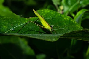 Elimaea fallax, a species of bush cricket, perches on a weed leaf in a forest at Tehatta, West Bengal, India. Native to parts of eastern Asia including eastern China, Korea, and the Russian Far East, this large katydid is known for its loud calls, broad tegmina, and effective leaf-mimicking camouflage