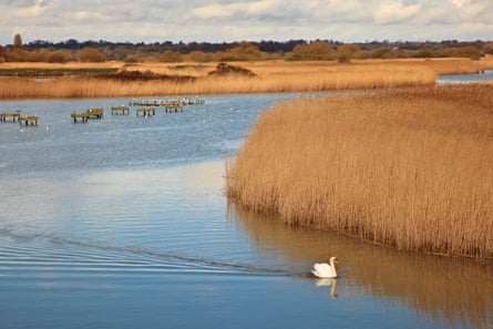 Lone swan on open water surrounded by reed beds