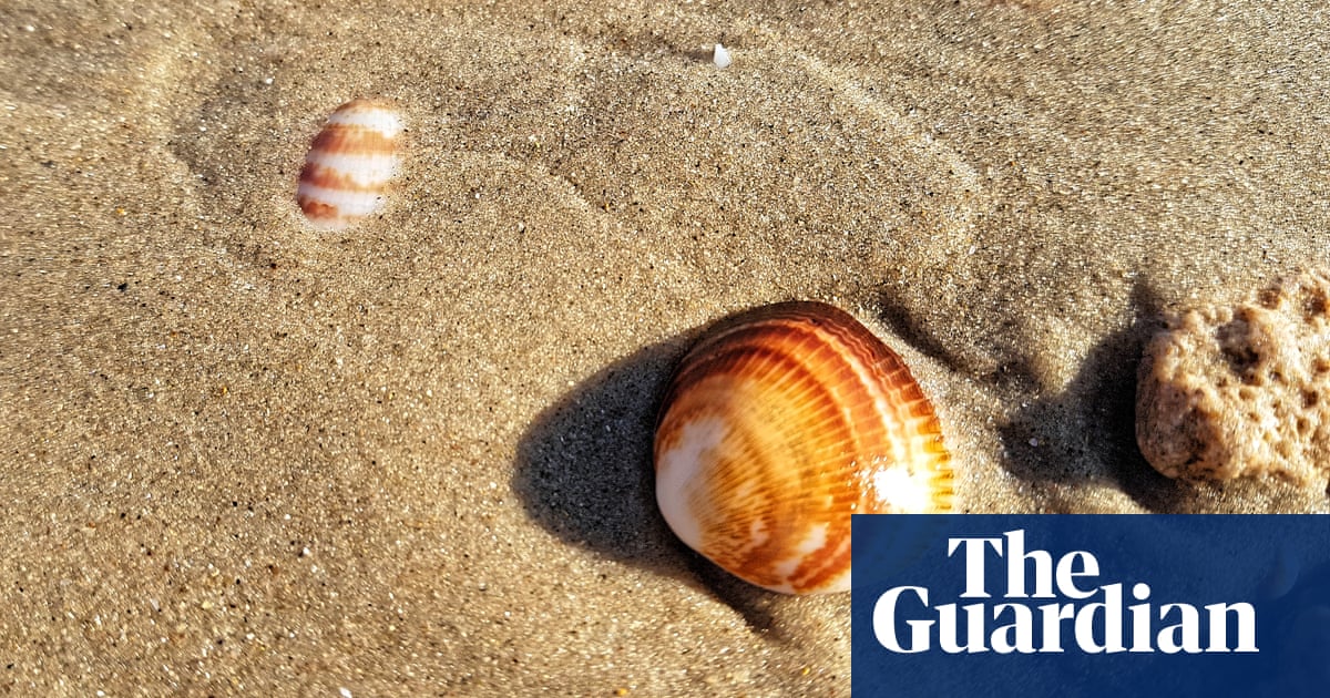Neanderthals dived for shells to make tools, research suggests | Science | The Guardian