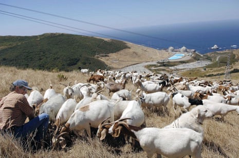 Goat farmer Bob Blanchard tends to his flock above Diablo Canyon nuclear power plant in Avila Beach, California. 