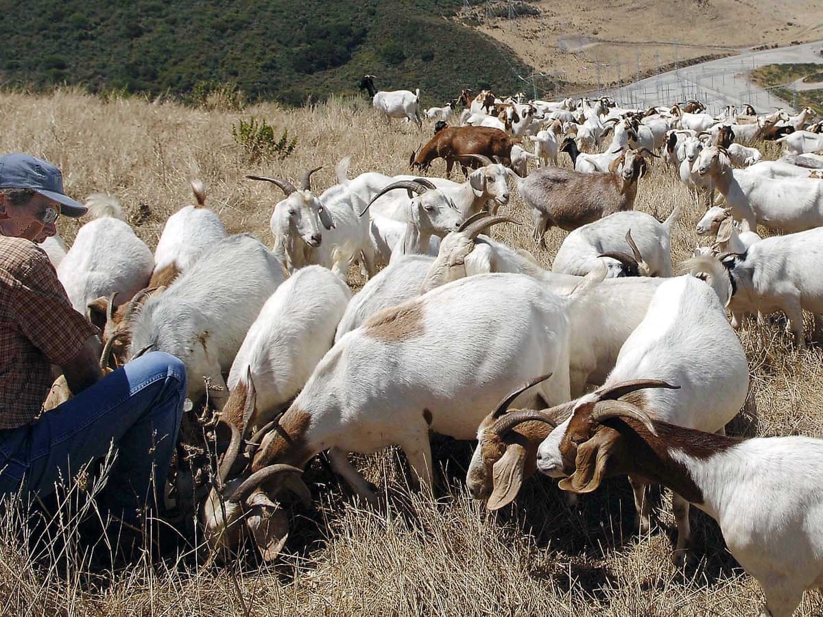 Goats are the best tool': grazers in high demand to reduce US wildfire risk  | Animals | The Guardian
