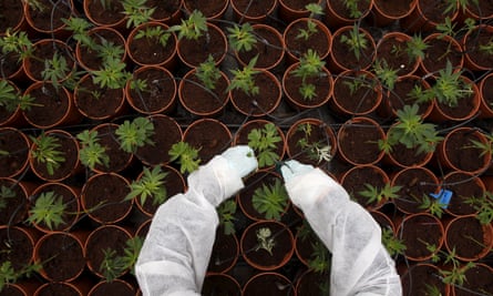 Medical cannabis plants being grown near the city of Safed, northern Israel.