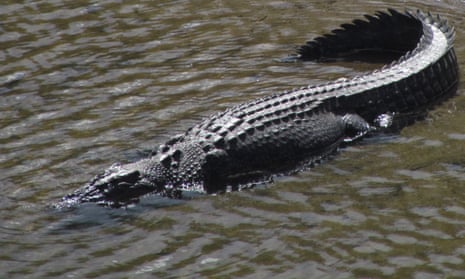 A salt water crocodile on the Bloomfield River, north of Daintree in Queensland