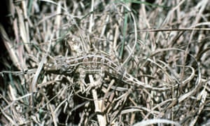 The grassland earless dragon from Australia is under threat.