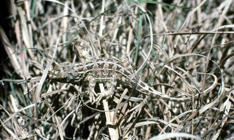 The grassland earless dragon from Australia is under threat.