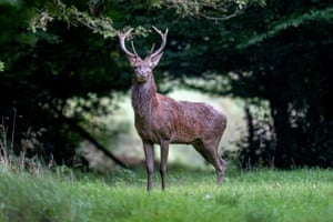 Um cervo em um prado olha para a câmera