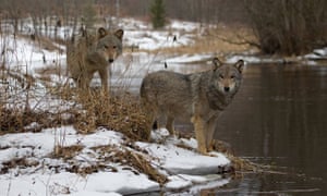 wolves in the snow on the riverside