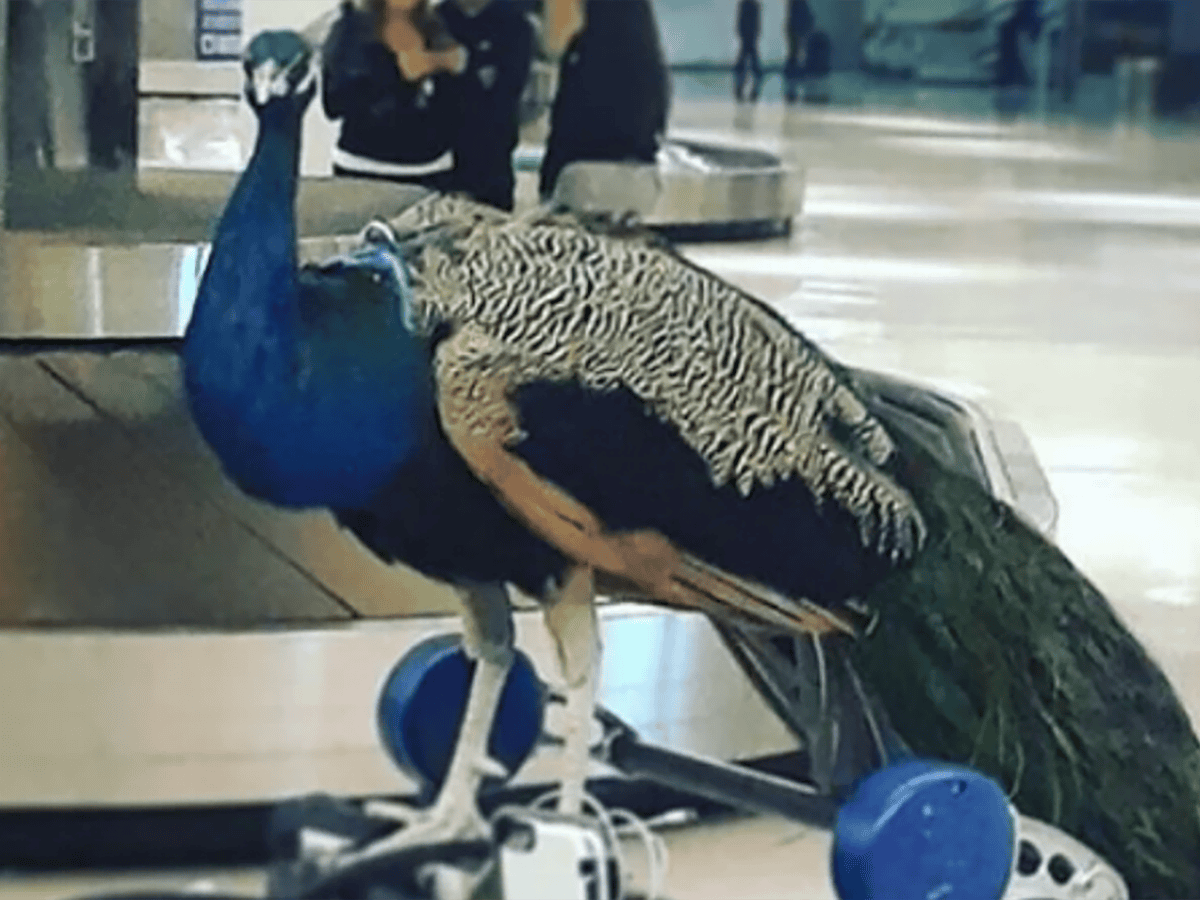 Jfk emotional support hot sale animal