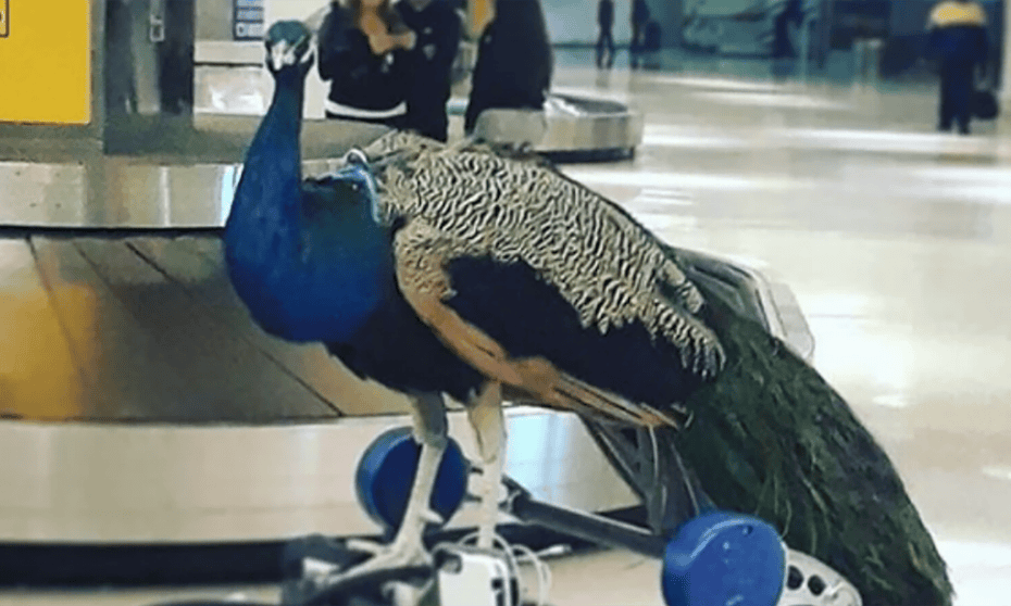 Dexter, an emotional support peacock, photographed in 2018.