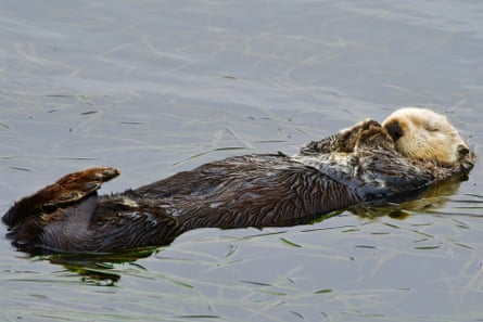 A southern sea otter