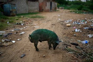 Lake Maracaibo, Venezuela: A pig coated with a thick greenish film sniffs the ground while foraging near the shore. Pollution around Lake Maracaibo, one of Latin America’s largest lakes, is the result of decades of oil exploitation, inadequate maintenance and a lack of investment to improve an already obsolete infrastructure, say environmentalists