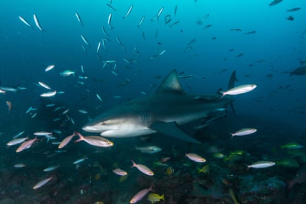 Bull shark swimming with fish