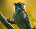 Trill seekers: can scientists use AI and tutors to help birds remember lost songs?