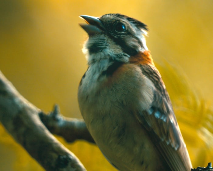 Trill seekers: can scientists use AI and tutors to help birds remember lost songs?