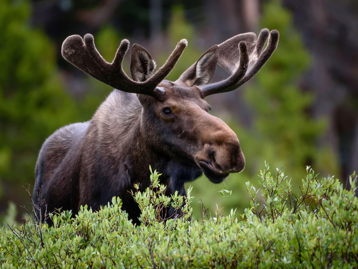 Are There Moose in Colorado: Discover Wildlife Surprises Today