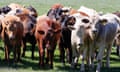 A herd of cows huddled together in a Texas cattle farm