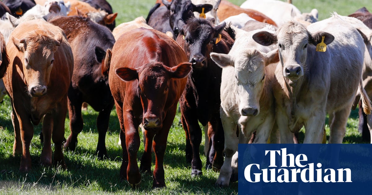 US banks ‘sabotaging’ own net zero plans by livestock financing, report claims | Farming